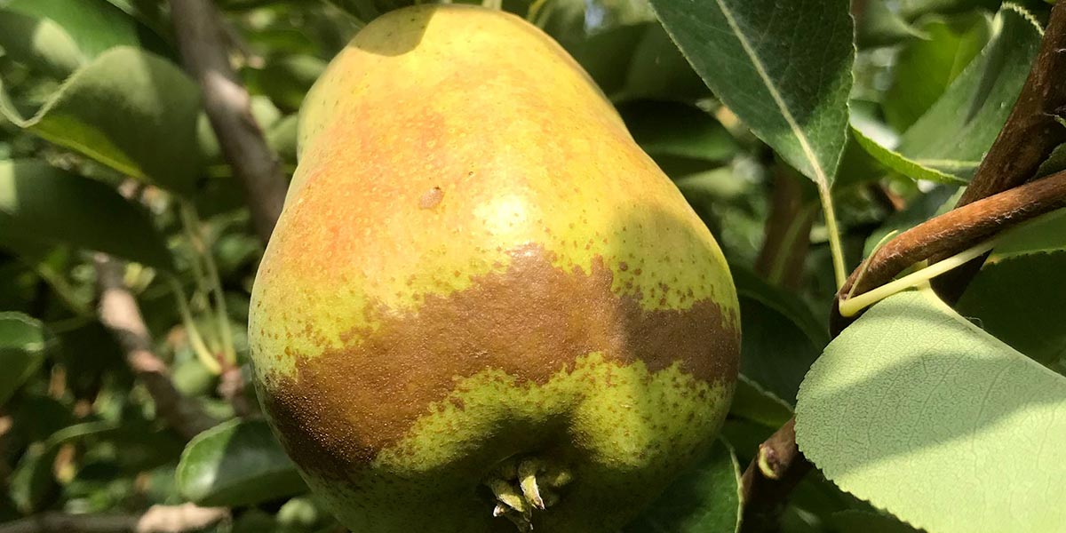 Pere, per i produttori oramai il tempo è scaduto 